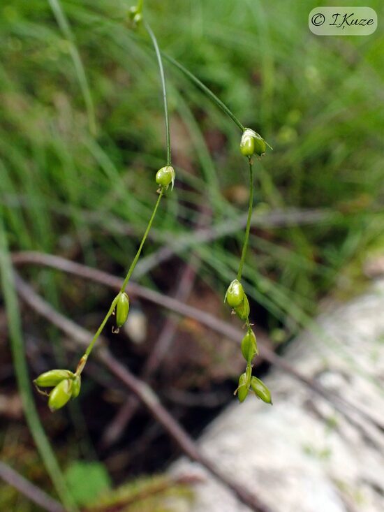Carex disperma
